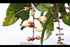 水茄苳-花苞02.JPG