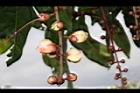 水茄苳-花苞03.JPG