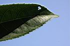 水茄苳-葉緣00.JPG
