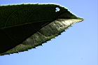 水茄苳-葉緣01.JPG