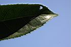 水茄苳-葉緣02.JPG