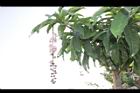 水茄苳10.JPG