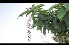 水茄苳14.JPG