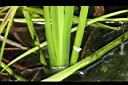 水菖蒲-葉側00.JPG
