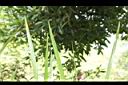 水菖蒲-葉尖00.JPG