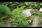 水蕨08.jpg