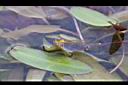 水蕹-葉02.JPG