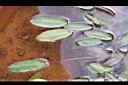 水蕹-葉04.JPG