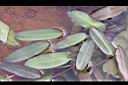 水蕹-葉06.JPG