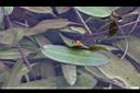 水蕹-葉08.JPG
