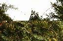 水藤-葉-刺鞭1.jpg