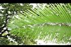 水藤-羽葉03.JPG