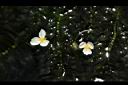 水蘊草-雄花01.JPG