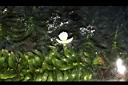 水蘊草-雄花04.JPG
