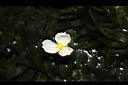 水蘊草-雄花14.JPG