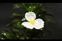 水蘊草-雄花19.JPG
