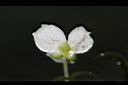水蘊草-雄花萼00.JPG