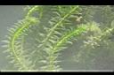 水蘊草10.JPG