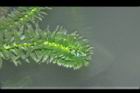 水蘊草-葉00.JPG
