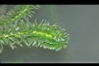水蘊草-葉01.JPG