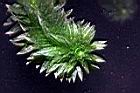 水蘊草-葉04.JPG