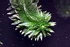 水蘊草-葉05.JPG