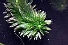 水蘊草-葉06.JPG