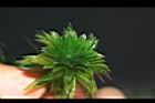 水蘊草-葉07.JPG