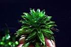 水蘊草-葉08.JPG
