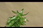 水蘊草-葉序11.JPG