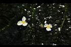水蘊草-雄花00.JPG
