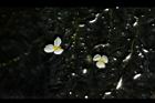 水蘊草-雄花02.JPG