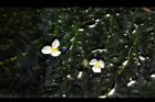 水蘊草-雄花03.JPG