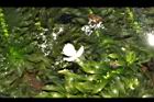 水蘊草-雄花05.JPG