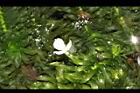 水蘊草-雄花06.JPG