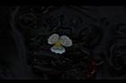 水蘊草-雄花08.JPG