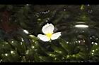 水蘊草-雄花11.JPG