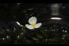 水蘊草-雄花13.JPG