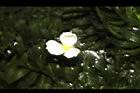 水蘊草-雄花15.JPG