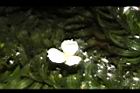水蘊草-雄花16.JPG