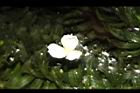 水蘊草-雄花17.JPG