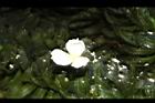 水蘊草-雄花18.JPG