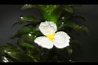 水蘊草-雄花20.JPG