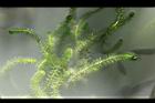 水蘊草03.JPG