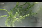 水蘊草04.JPG