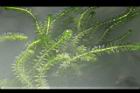 水蘊草08.JPG