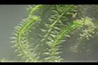 水蘊草09.JPG