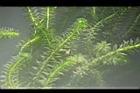 水蘊草11.JPG