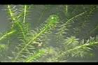 水蘊草12.JPG