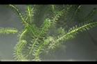 水蘊草20.JPG